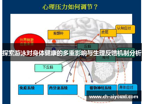 探索游泳对身体健康的多重影响与生理反馈机制分析